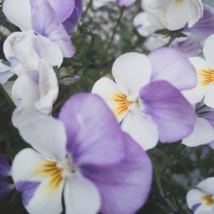 的專輯Misslyckad föreställning