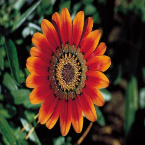 Dengarkan lagu Yyz nyanyian Firoz chaudhary dengan lirik