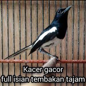 Listen to Kacer Gacor Full Isian Tembakan Tajam (Live) song with lyrics from master kacer 87