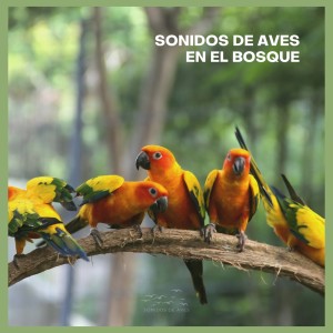 Album Sonidos de Aves en el Bosque from 