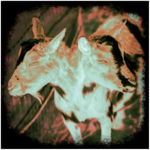 Skar 54的專輯JANUS