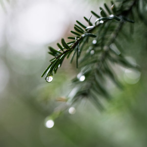ดาวน์โหลดและฟังเพลง Rain Drops พร้อมเนื้อเพลงจาก Meditation Rain Sounds