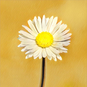 อัลบัม Daisy ศิลปิน 오닐