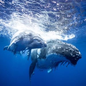 Album Whale's Love from Aaron Ableman