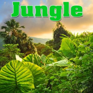 ดาวน์โหลดและฟังเพลง Spiritual Borneo Jungle Oasis Nature Sound พร้อมเนื้อเพลงจาก Nature Sounds