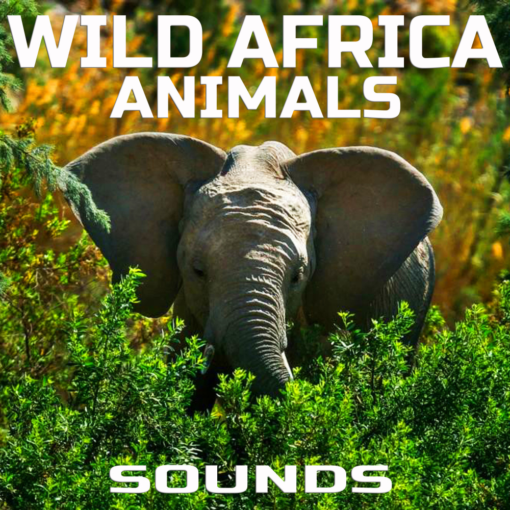 Wild African Elephants