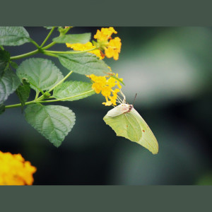 Listen to Enjoy Freedom song with lyrics from Spa Music Relaxation