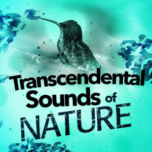 Transcendental Sounds of Nature