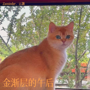 Listen to 金渐层的午后 (完整版) song with lyrics from Zaminder