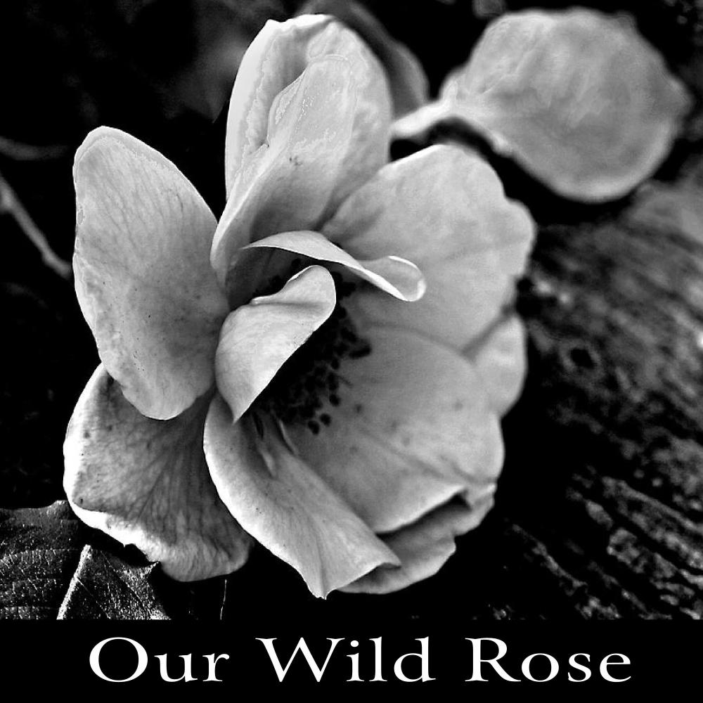 Our Wild Rose