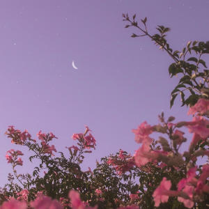 Joban的專輯Flower