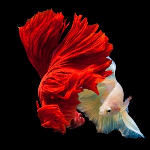 收聽Musica Relajante para Dormir Guitarra的Deep Sea歌詞歌曲