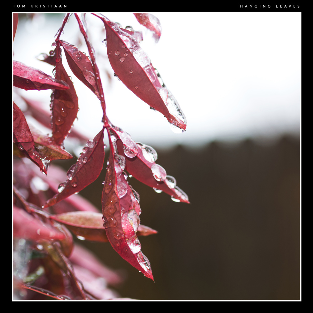 Hanging Leaves