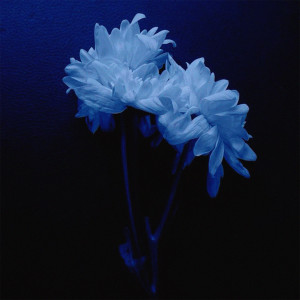 收听.despicable的Flower Of Die歌词歌曲