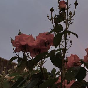 收聽Sepia的Ignorance Is Bliss歌詞歌曲