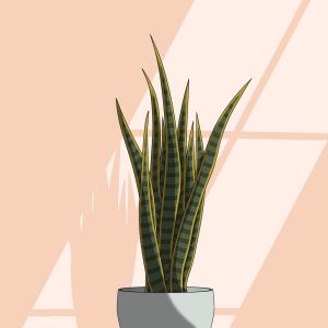 Listen to Sansevieria song with lyrics from Ruth de las Plantas