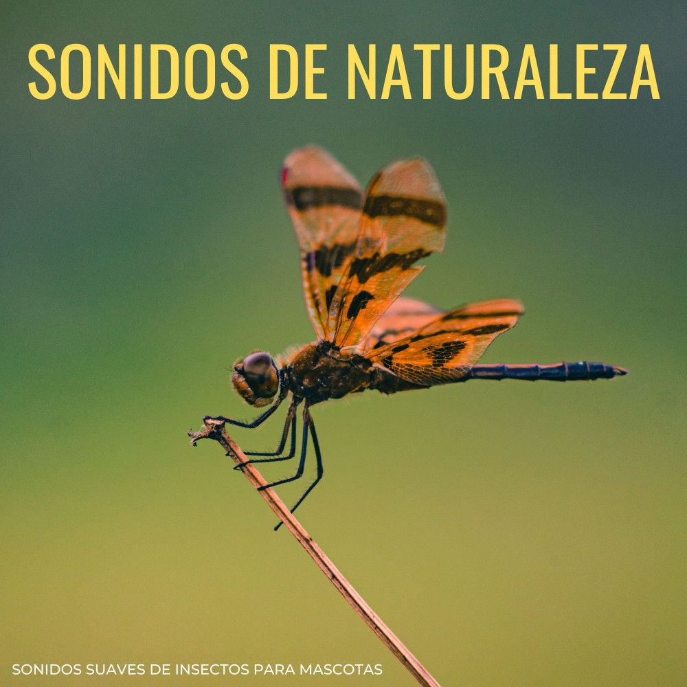 Naturaleza Tranquila