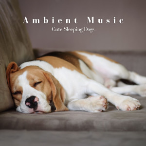 Dog Music Zone的专辑Ambient Music: Cute Sleeping Dogs