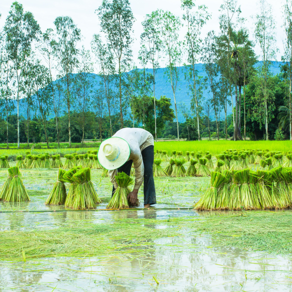 Raindrops Work in Efficient Tranquility
