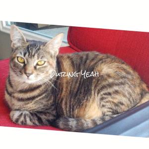 Album During Yeah oleh Various