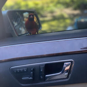 Bulli的專輯Red Cardinal (Explicit)