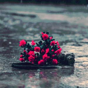 อัลบัม Roses ศิลปิน Røse