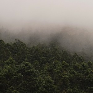 Listen to Silence song with lyrics from The Natural World