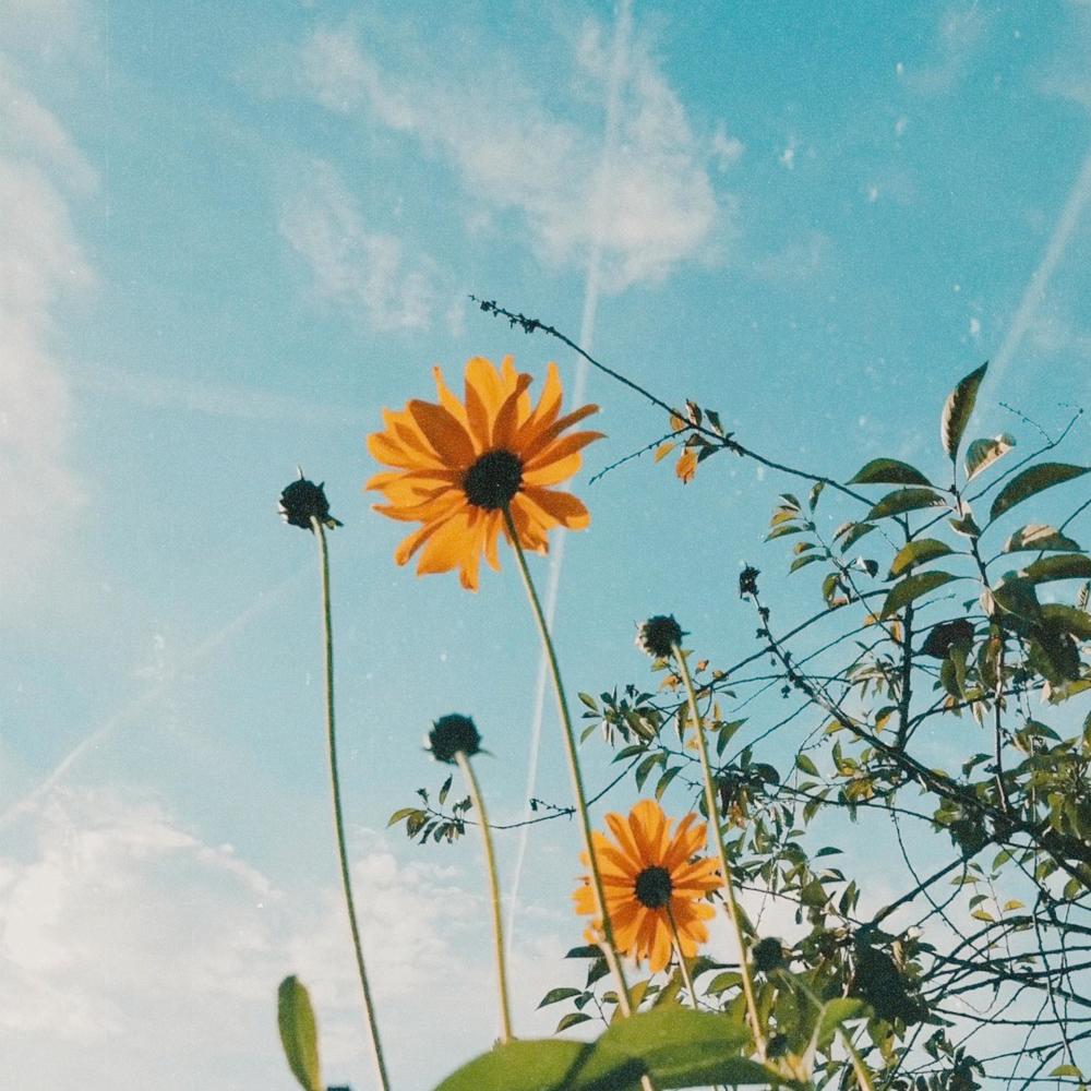 Bloom