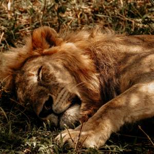 MCTurk的專輯TURK SHIESTY