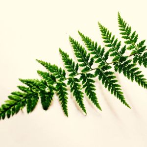 收聽Sounds of Nature Relaxation的Lost in Paradise歌詞歌曲