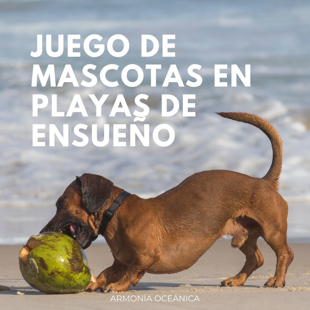 Serenata En La Playa Oceánica