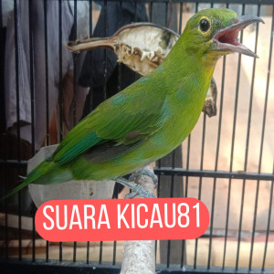 Dengarkan Master Cucak Ijo Isian Kuntilanak lagu dari suara kicau81 dengan lirik