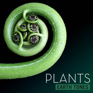 Earth Tones Plants