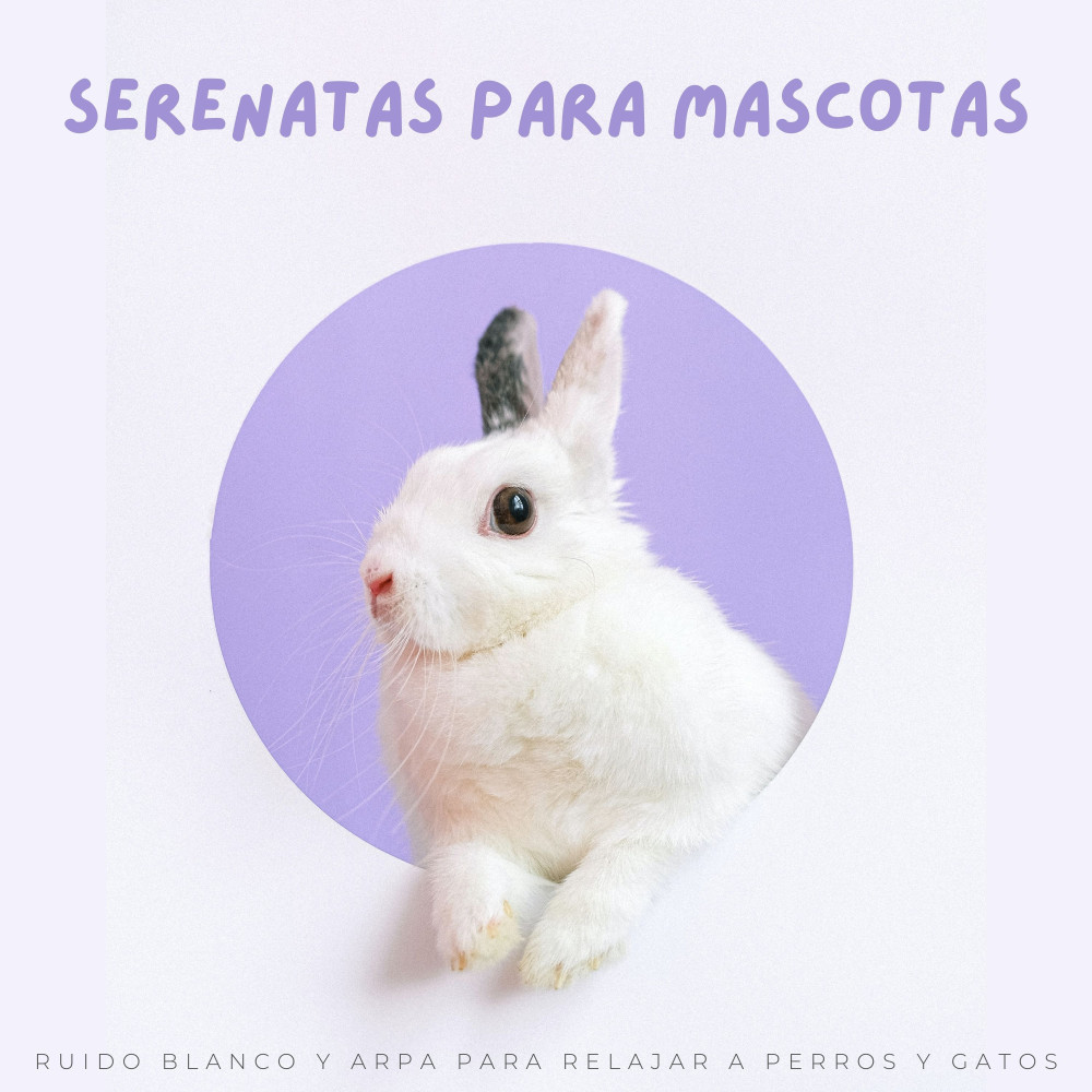 Susurros Calmantes La Armonía De Una Mascota