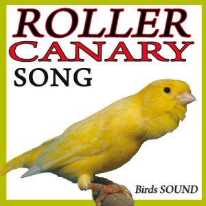 ดาวน์โหลดและฟังเพลง The Roller Canary Sound พร้อมเนื้อเพลงจาก The Sound