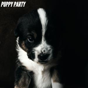 Album PUPPY PARTY from Work from Home Playlist
