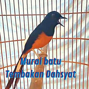 Listen to Murai Batu Tembakan Dahsyat (Live) song with lyrics from cahaya murai