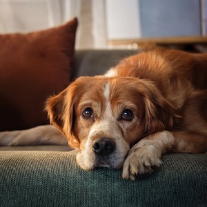 ดาวน์โหลดและฟังเพลง The Glow Of The Moon On A Quiet Walk พร้อมเนื้อเพลงจาก Doggy Music