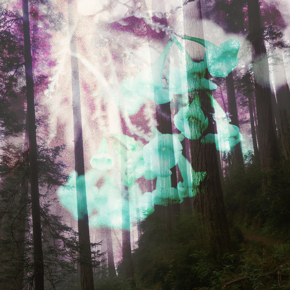 Murmur