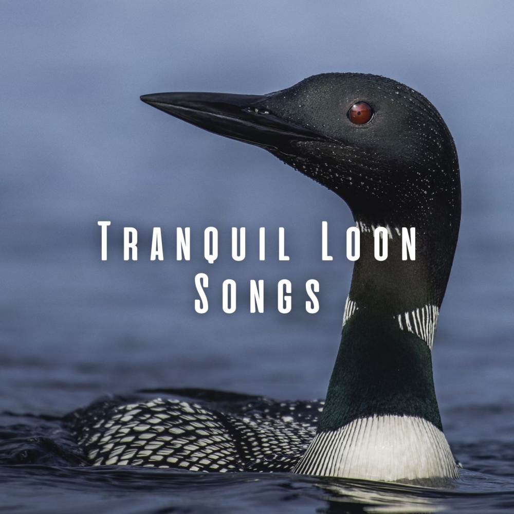 Midnight Loon Soundscapes