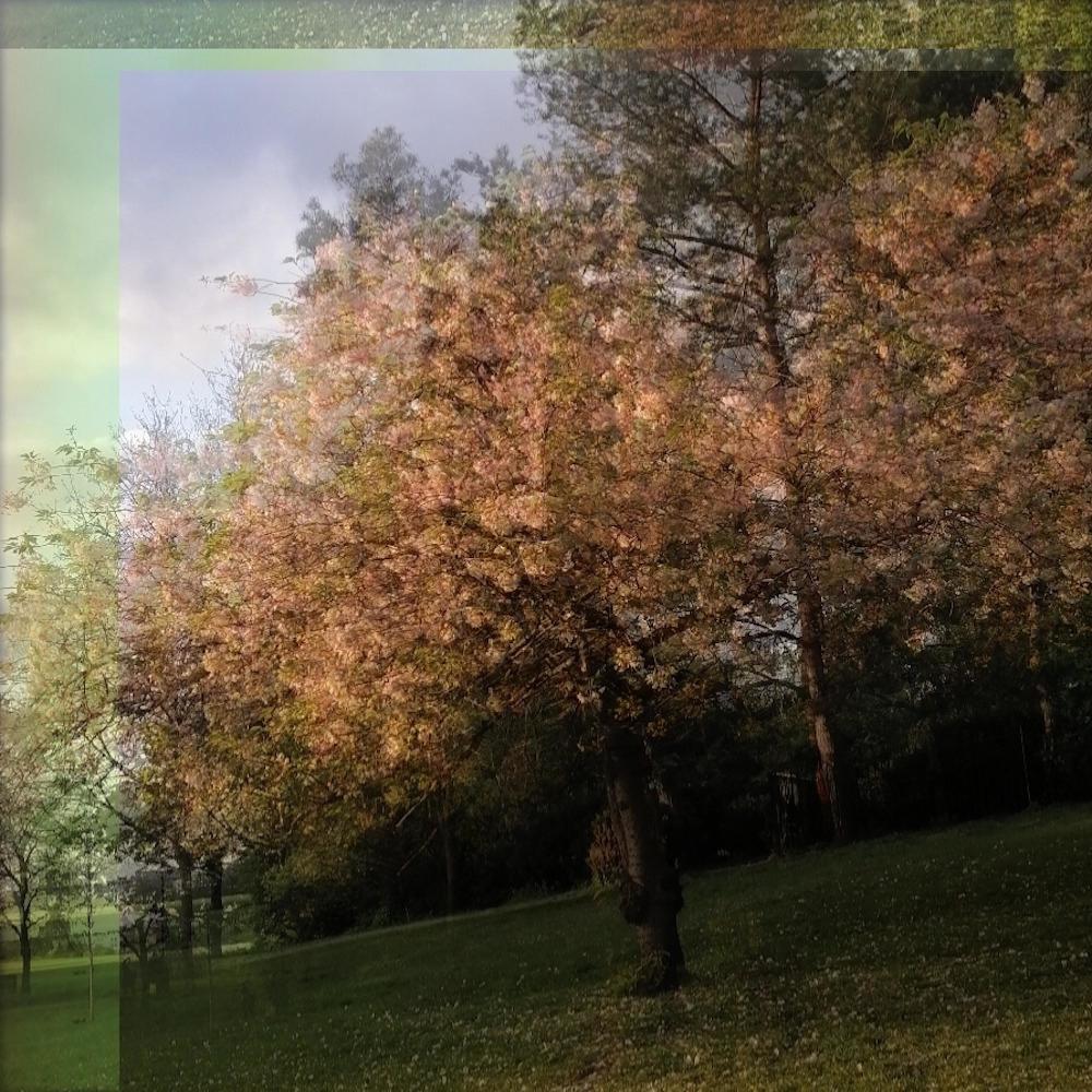 Whatever (feat. pinkperc)