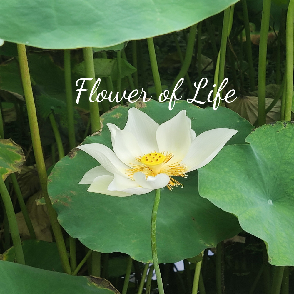 Flower of Life