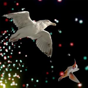 Album Birds In Space from Greg Fieler