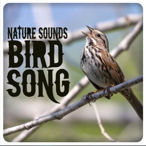 ดาวน์โหลดและฟังเพลง Wave Birds พร้อมเนื้อเพลงจาก Outside Broadcast Recordings