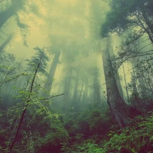 ดาวน์โหลดและฟังเพลง 风中的蒲公英（钢琴曲） พร้อมเนื้อเพลงจาก 轻松音乐