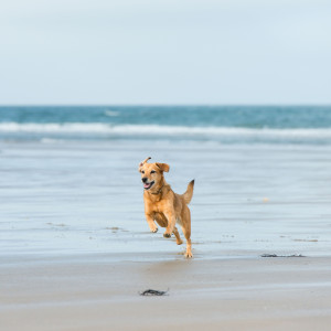 Album Dog Tail Wags: Lofi Soundscapes Filled with Joy oleh Lofi Hip Hop Beats