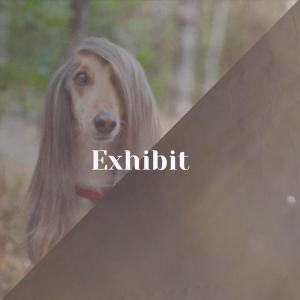 Dengarkan Exhibit lagu dari Raym Dise dengan lirik