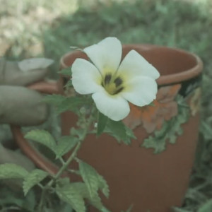 ดาวน์โหลดและฟังเพลง Kopi พร้อมเนื้อเพลงจาก Ocenk Dellewa
