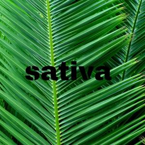 收听Justyn Cousins的Sativa歌词歌曲