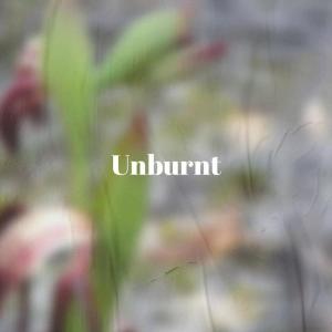 Listen to Perch Sunrays song with lyrics from Jalen Sate